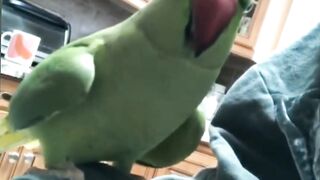 green parrot ????