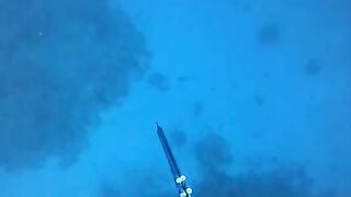 Spearfishing