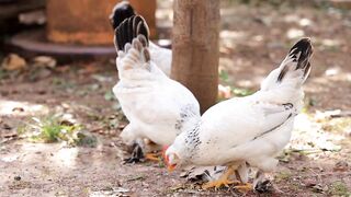 Hens in great mood