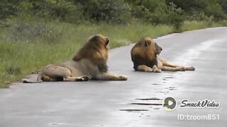 Lion in Jungle#