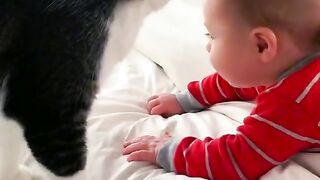 Cat animal