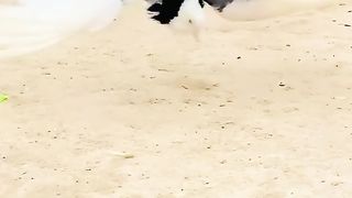 Beauty of pigeon