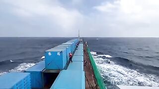 Tawan racing pigeon Sea in