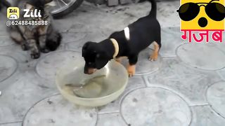 Dog fisher