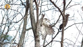 Eagles captures a Goat  Amazing Raptors and Eagle Attacks  Eagles vs Monkey, Fox and Snake