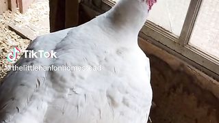 Poultry