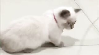 Funny Animal