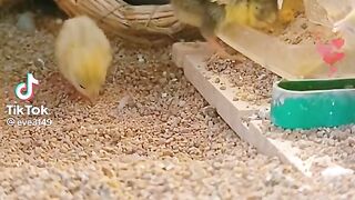 Chicks