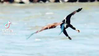 Eagle flying