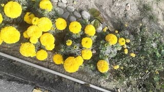Beautiful Flowers/gainda flowers/fresh weather