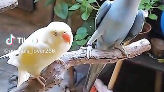 Parrots