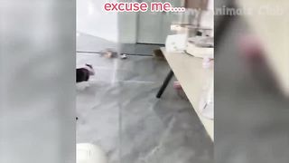 Funny_Animal_Videos_2023_????-_Funniest_Dogs_And_Cats_Videos_????????#35(720p)