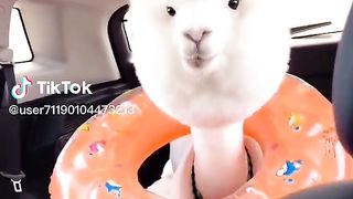 Cute Animal