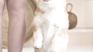 cute dog