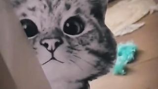 Funny animal video
