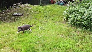 cute cat