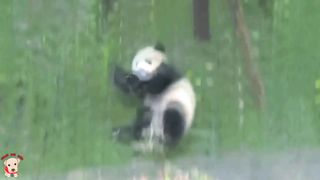 Panda Funny Moment Videos Compilation