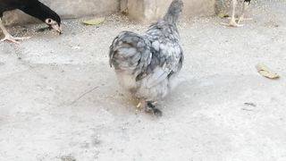 Bantam splash