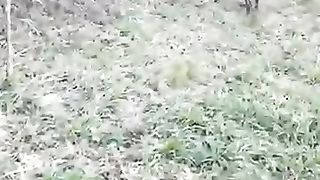 Funny dog
