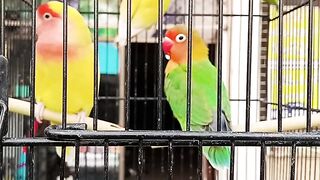 Love Birds For Sale At Low Price