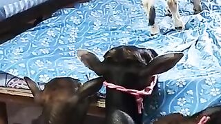 Funny animal