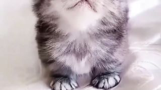 Tik Tok Cats | Cute Cats Funny Scenes