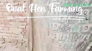 Daily Duties for best Chicken Farming|Oval Hen Farming|Adnan Mushtaq|