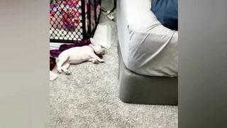 The BEST funny cat and dog videos