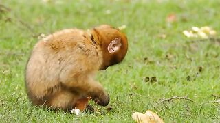 what does this monkey do