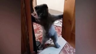 The BEST funny cat and dog videos