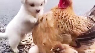 Puppy and chicken friendship | amazing moments
