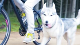 Funny videos@funny dogs#pets