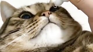 Cats feel happy when we squeeze their cheeks_ Funniest cats videos compilation