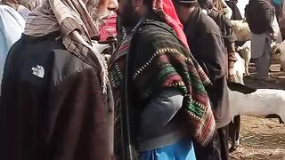 Bakra mandi