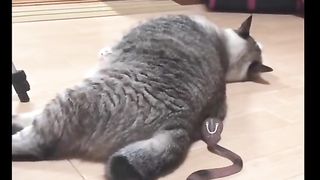 #Funny Cat Videos#catswalk#catslovers#cattrand#okcat#????????❤????petslovers#pets