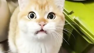 Amazing cat shorts/need something_ Cute cats vocals videos compilation