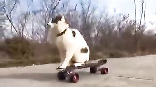 Funny shorts clips/Cats endlessly fascinated with gadgets_ Funny cats videos compilation_ Cute cats
