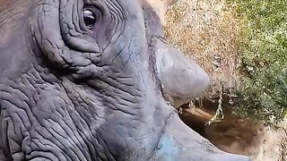 rhino animal video with fruit