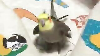 Funny animals/Something that makes you smile _funny _animals