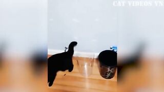 Funny Animals Cats and Dogs