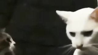 #Funnycatsvideos#catslovers# petslovers#classicalvideo#foryoupage#pakistanzindabad#????????❤????#pets