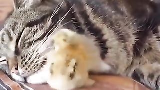 Funny animals 2023/Cats have special relationship with birds_ adorable Cats and birds video compilation 2023