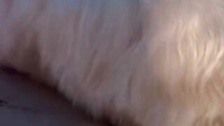 #Huntermax#funnycatsvideos#petslovers#lovelypets#sweetcats#????????????????????❤????