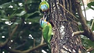 Beutiful birds