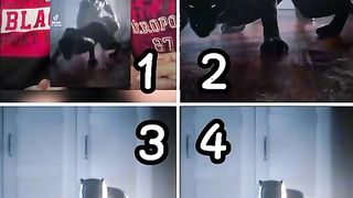 Funny Tiktok Latest Trending Video