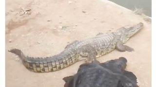 Funny video