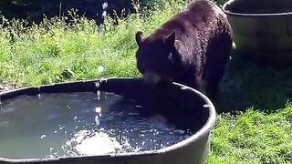 Funny animal