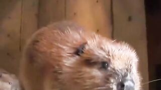 viral animals video