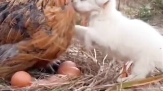 Hen up the eags