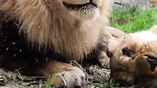 Lion hunting viral video